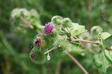 Arka planda mor dulavrat çiçeği