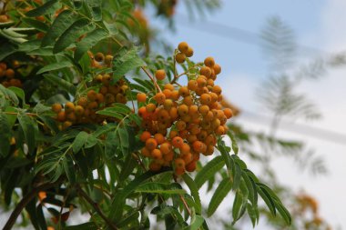 Yol kenarında sarı ve kırmızı dağ külleri.