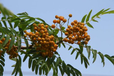 Yol kenarında sarı ve kırmızı dağ külleri.