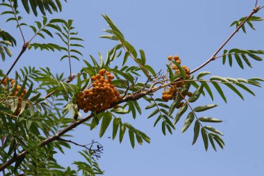Yol kenarında sarı ve kırmızı dağ külleri.