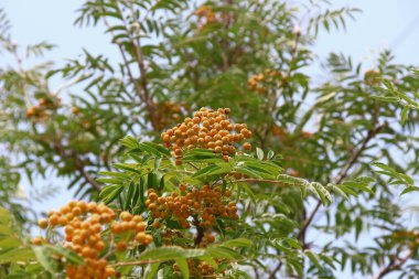 Yol kenarında sarı ve kırmızı dağ külleri.