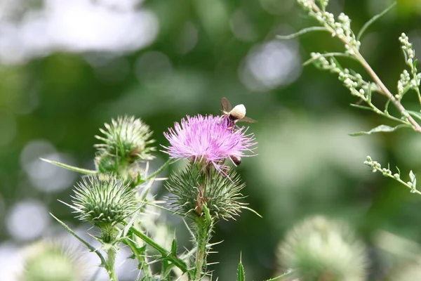 Lila Kardborre Blomma Gräs Bakgrund — Stockfoto