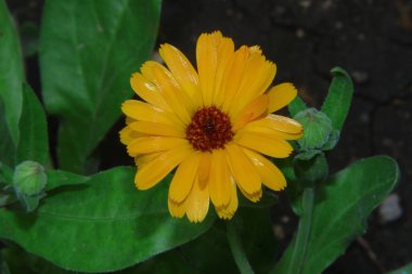 Bahçesinde taç yaprakları olan güzel sarı çiçek