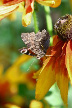Bahçedeki güzel sarı-siyah çiçekte yaşlı bir kelebek