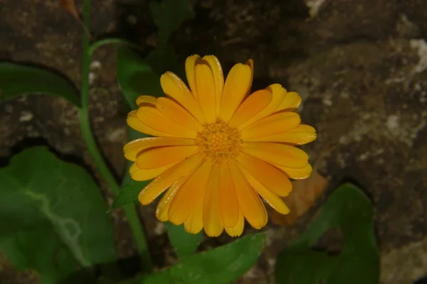 Schöne Gelbe Blume Mit Blütenblättern Garten — Stockfoto