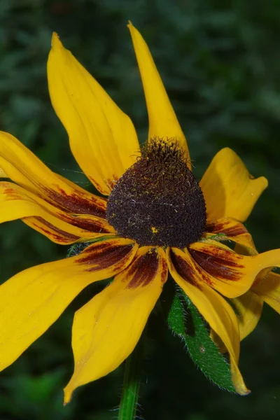 Hermosa Flor Amarilla Con Pétalos Jardín — Foto de Stock