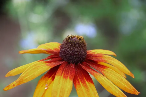 Piękny Żółty Kwiat Płatkami Ogrodzie — Zdjęcie stockowe