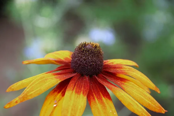 庭に花弁のある美しい黄色の花 — ストック写真