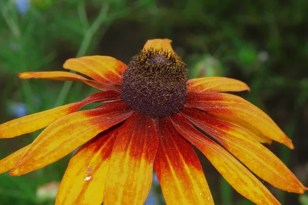 Hermosa Flor Amarilla Con Pétalos Jardín — Foto de Stock