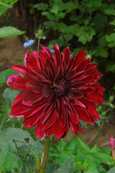 Bela Flor Vermelha Escura Com Pétalas Jardim — Fotografia de Stock