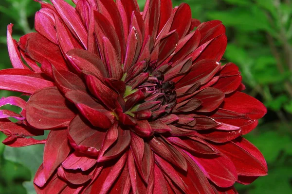 Belle Fleur Rouge Foncé Avec Des Pétales Dans Jardin — Photo