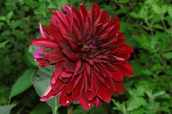 Belle Fleur Rouge Foncé Avec Des Pétales Dans Jardin — Photo