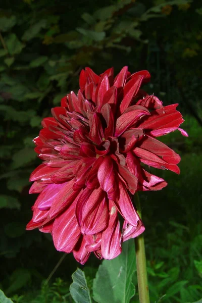 Belle Fleur Rouge Foncé Avec Des Pétales Dans Jardin — Photo