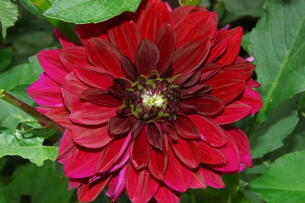 Belle Fleur Rouge Foncé Avec Des Pétales Dans Jardin — Photo