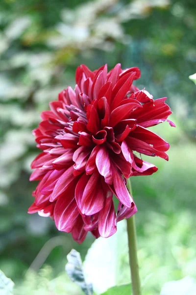 Belle Fleur Rouge Foncé Avec Des Pétales Dans Jardin — Photo