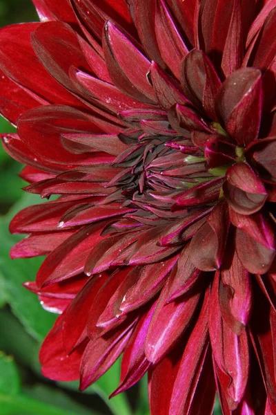 Belle Fleur Rouge Foncé Avec Des Pétales Dans Jardin — Photo