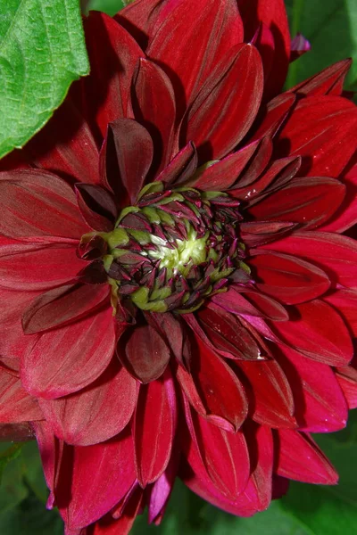 Belle Fleur Rouge Foncé Avec Des Pétales Dans Jardin — Photo