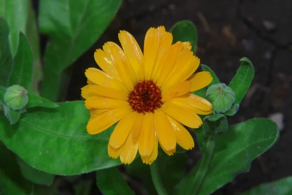 庭に花弁のある美しい黄色の花 — ストック写真