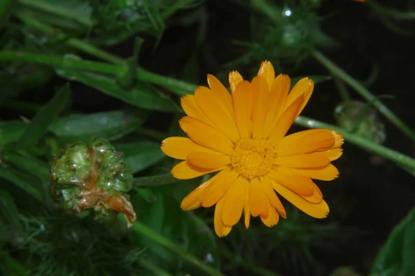 Bela Flor Amarela Com Pétalas Jardim — Fotografia de Stock