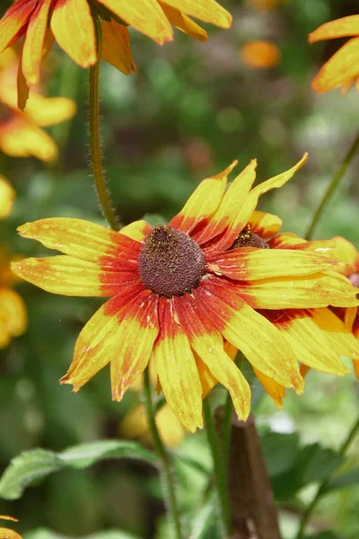 Όμορφο Κίτρινο Λουλούδι Πέταλα Στον Κήπο — Φωτογραφία Αρχείου
