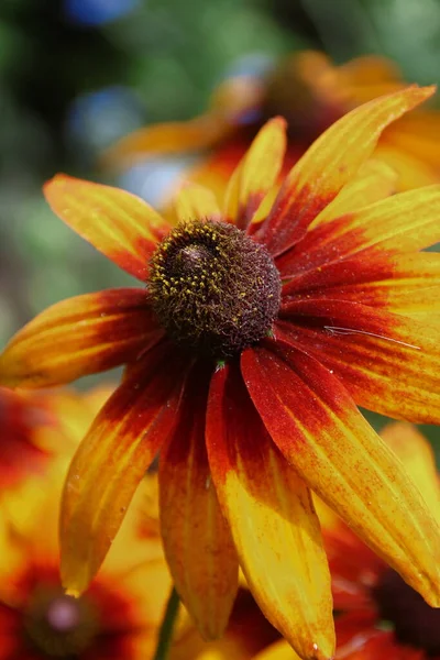 Belle Fleur Jaune Avec Des Pétales Dans Jardin — Photo