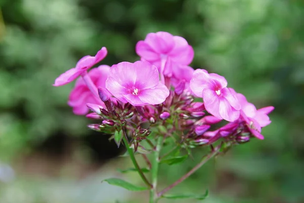 Krásná Růžová Květinka Zahradě — Stock fotografie