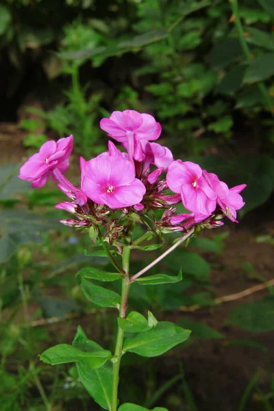 Piękny Mały Różowy Kwiat Ogrodzie — Zdjęcie stockowe