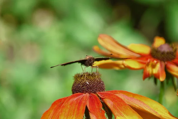 Alter Schmetterling Auf Einer Schönen Gelb Schwarzen Blume Garten — Stockfoto
