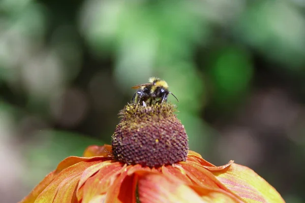 Black Bumblebee Sits Yellow Black Flower — Stock Photo, Image