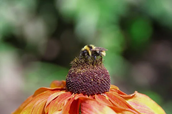 Black Bumblebee Sits Yellow Black Flower — Stock Photo, Image