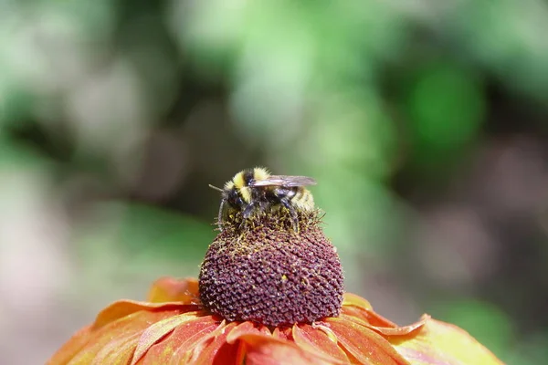 Μαύρη Μέλισσα Κάθεται Ένα Κίτρινο Μαύρο Λουλούδι — Φωτογραφία Αρχείου