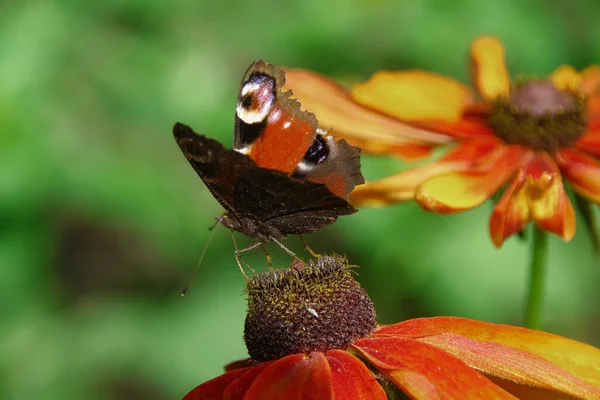 Alter Schmetterling Auf Einer Schönen Gelb Schwarzen Blume Garten — Stockfoto