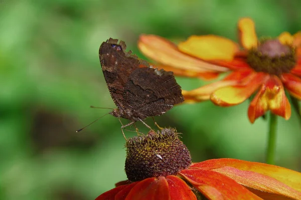 Vieja Mariposa Sobre Una Hermosa Flor Amarilla Negra Jardín — Foto de Stock