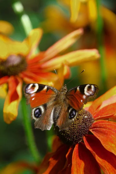 Alter Schmetterling Auf Einer Schönen Gelb Schwarzen Blume Garten — Stockfoto