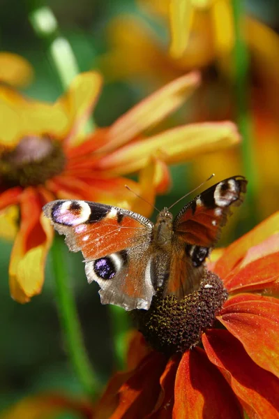Vieux Papillon Sur Une Belle Fleur Jaune Noir Dans Jardin — Photo