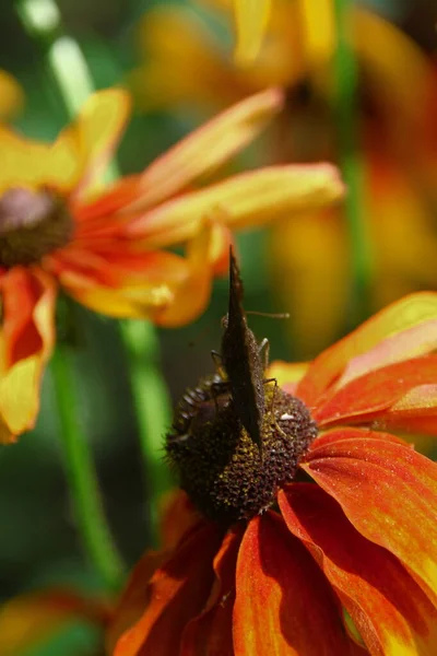 Vieja Mariposa Sobre Una Hermosa Flor Amarilla Negra Jardín — Foto de Stock