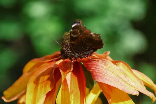 Old Butterfly Beautiful Yellow Black Flower Garden — 스톡 사진