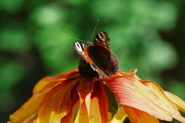 Vieja Mariposa Sobre Una Hermosa Flor Amarilla Negra Jardín — Foto de Stock