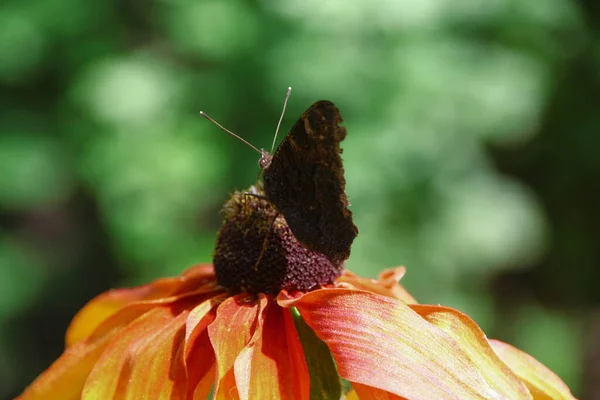 Alter Schmetterling Auf Einer Schönen Gelb Schwarzen Blume Garten — Stockfoto