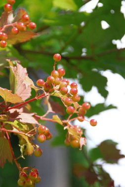 Bahçedeki viburum çalılarının kırmızı çiçek püskülleri