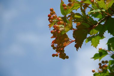 Bahçedeki viburum çalılarının kırmızı çiçek püskülleri