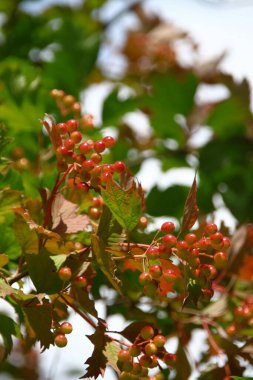 Bahçedeki viburum çalılarının kırmızı çiçek püskülleri
