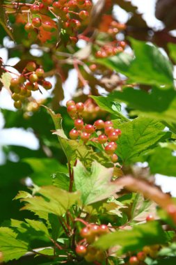 Bahçedeki viburum çalılarının kırmızı çiçek püskülleri