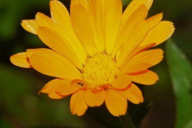 Bahçedeki güzel sarı çiçek