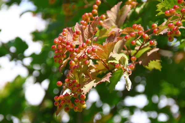 Rote Blütenquasten Vom Viburnum Strauch Garten — Stockfoto