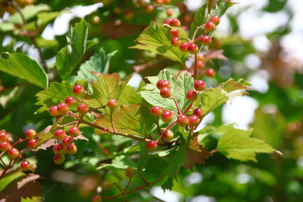 Borlas Flores Vermelhas Arbusto Viburnum Jardim — Fotografia de Stock