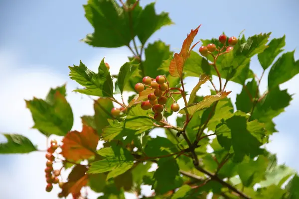 Borlas Flores Vermelhas Arbusto Viburnum Jardim — Fotografia de Stock