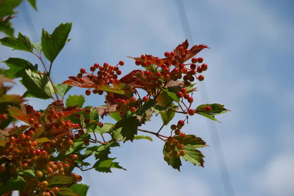 庭のビブラムブッシュの赤い花の房 — ストック写真
