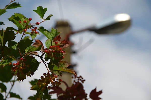 庭のビブラムブッシュの赤い花の房 — ストック写真