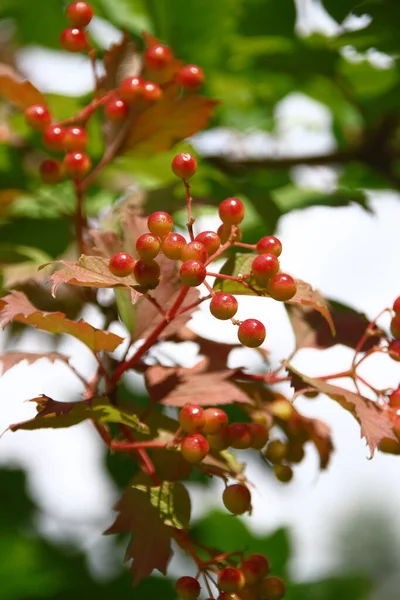 Rote Blütenquasten Vom Viburnum Strauch Garten — Stockfoto